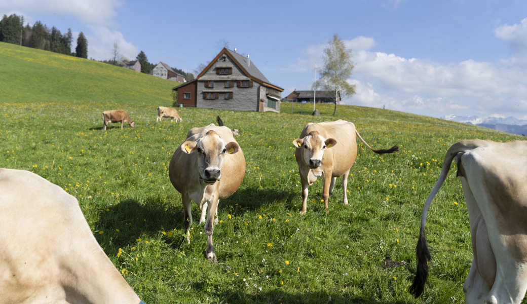 Fast überall in der Ostschweiz gibt es weniger Bauernhöfe – doch die Landwirtschaft bleibt wichtig.