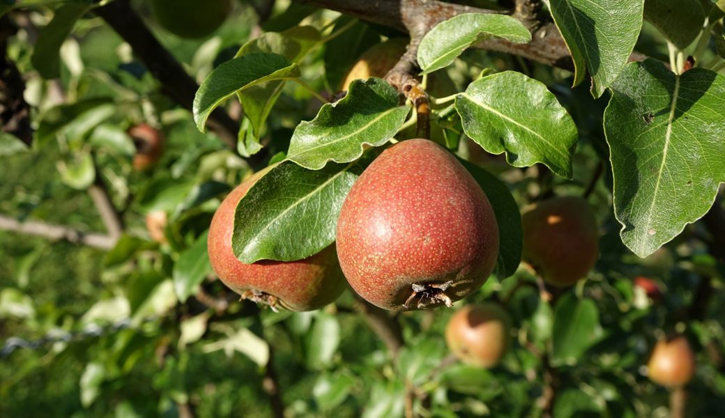 Für Schlorzifladen verwendet: Toggenburger Schafenbirne zur Obstsorte des Jahres 2024 ernannt