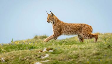 Wildhüter erlegt Luchse statt Wolf: Untersuchung eröffnet