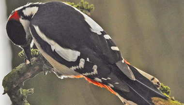 So helfen Talg und Mehlwürmer Wildvögeln durch den Winter