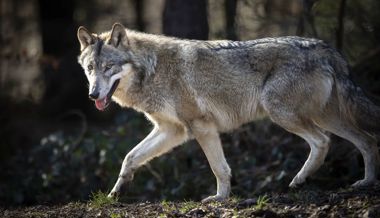 Wolf reisst zwei Ziegen auf der Schwägalp