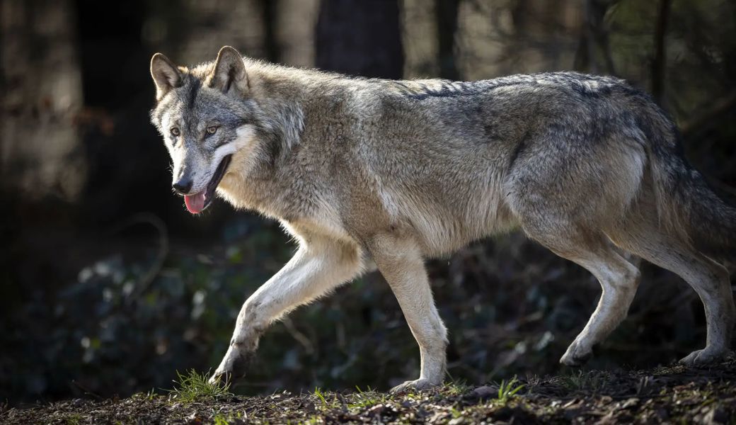 Auf der Schwägalp wurden zwei Ziegen vom Wolf gerissen. 