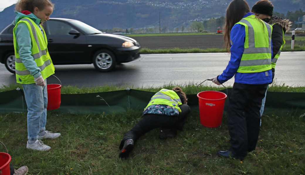  Erfolgreiche Rettung vor dem Strassenverkehr: Wartauer Schülerinnen und Schüler holen die Frösche, Kröten und zuweilen auch Bergmolche aus den Schächten. In Eimern werden dann die Amphibien zum neuen Weiher transportiert. 