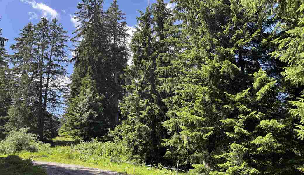 Der Ort des Geschehens: Ein Gleitschirmpilot in Flumserberg kollidierte mit einem Baumwipfel.