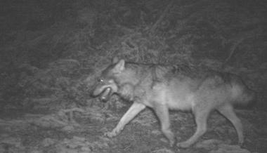 Wolf streifte durch Liechtensteiner Saminatal