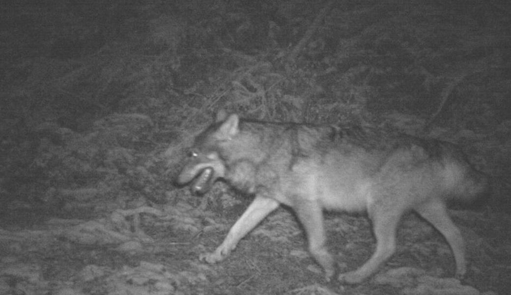 Wolf streifte durch Liechtensteiner Saminatal