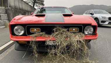 Heuballen vs. Ford Mustang: «Das wäre vermeidbar gewesen»