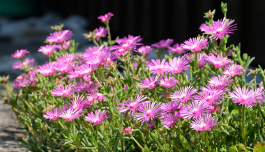 Sommerblumen erfreuen mit Vielfalt