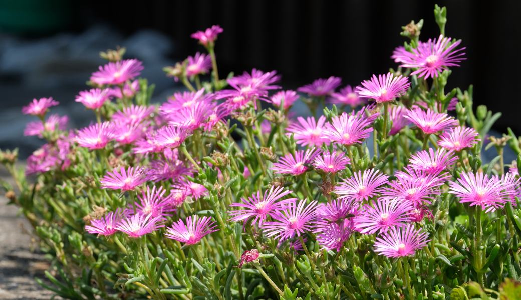 Farbenfroh präsentieren sich die Sommerblumen.