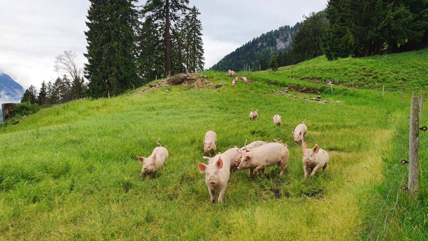  Die munteren Alpschweine der Alp Schaneralp geniessen ihren grossen Auslauf. 