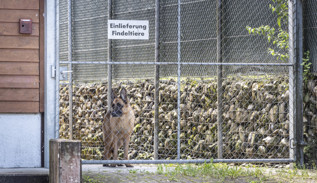  Die Situation in Tierheimen im Kanton St. Gallen ist offenbar angespannt, deshalb hat der Sennwalder EVP-Kantonsrat Hans Oppliger einen politischen Vorstoss lanciert. 