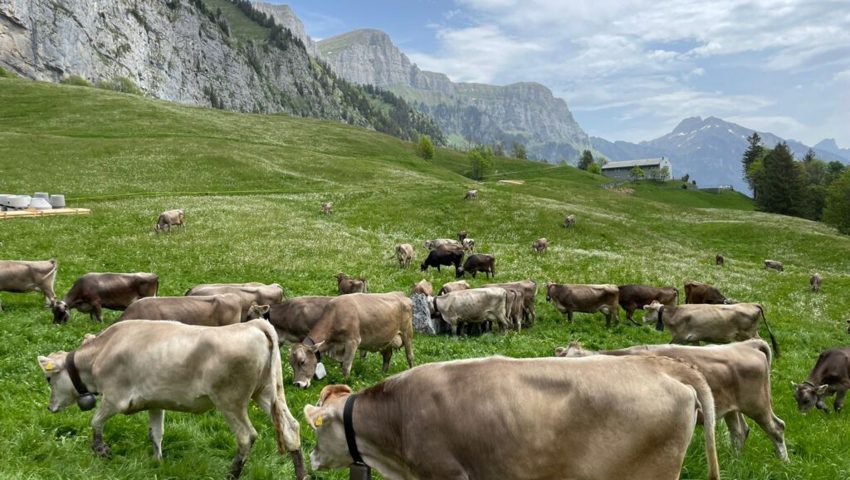  Rinder könnten dieses Jahr von Wölfen angegriffen werden. 