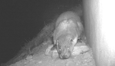 Erster Fotonachweis eines Fischotters in Liechtenstein