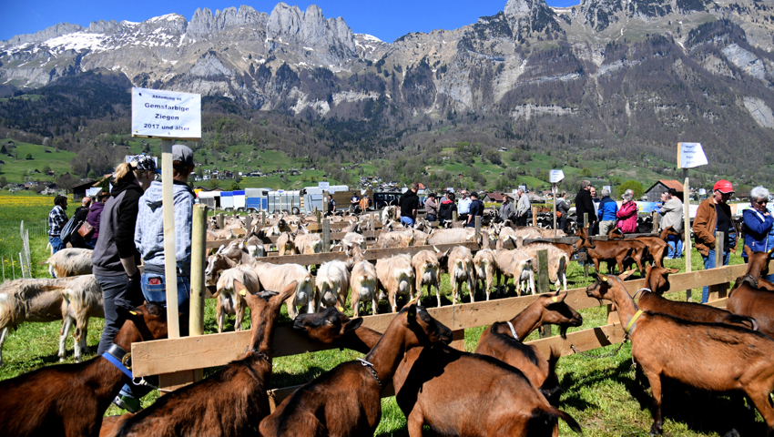  Jubiläumsschau der Ziegenzucht-Genossenschaft Gams inmitten prächtiger Landschaft. 