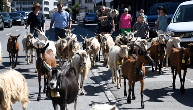 Zwischen Wolf und Wetter: Eine Alpsaison der Extreme – doch am Ende eine gute