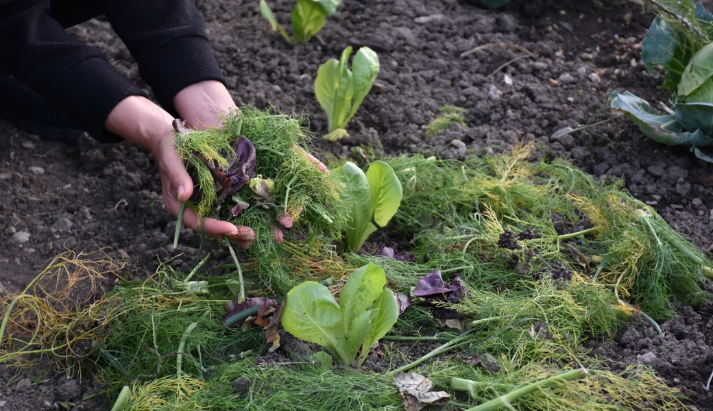Gartentipp: Mulch birgt mehrere Vorteile