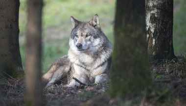 Kanton handelt beim Wolf: Ein Welpe darf geschossen werden