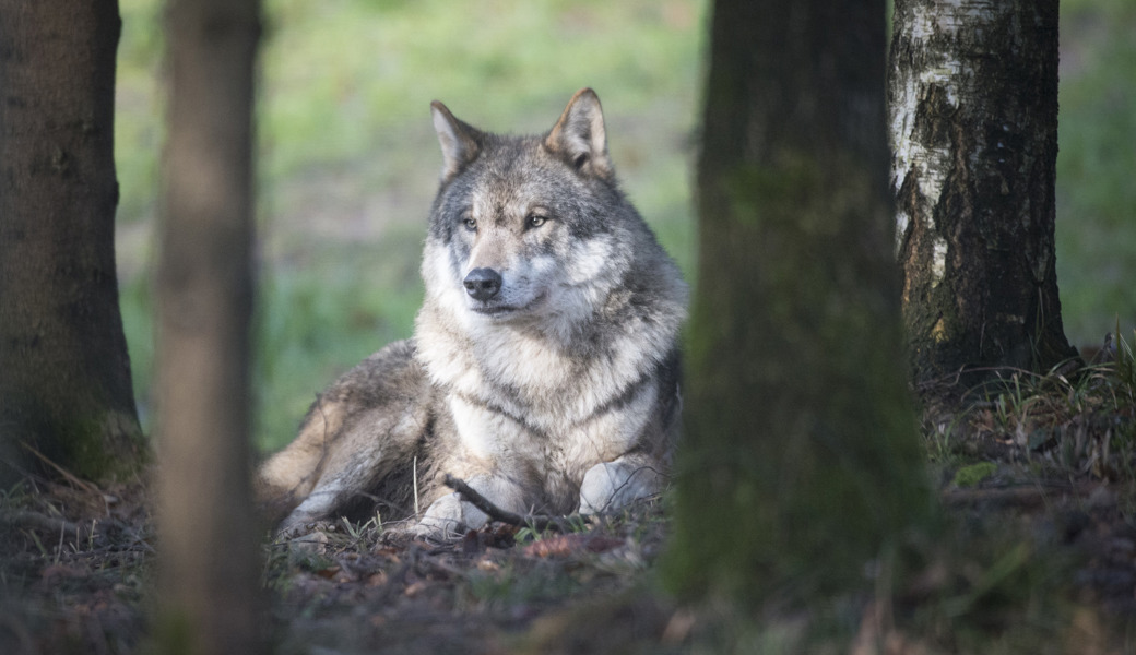 Kanton handelt beim Wolf: Ein Welpe darf geschossen werden