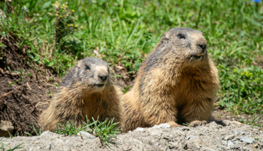 Das Erwachen der Murmeltiere: Fertig Winterschlaf – ab an die Sonne