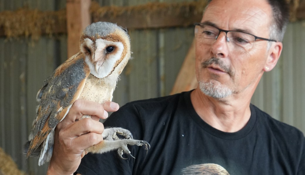 Trotz Bruterfolgen noch selten: Vier junge Schleiereulen beringt