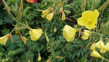 Gartentipp: Schinkenwurzeln sind essbar