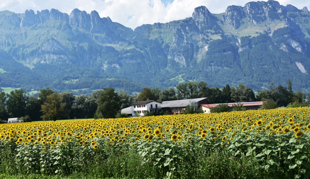 Wunderschöner Anblick, ein Sonnenblumenfeld an der Haagerstrasse in Gams. Die leuchtend gelben Blütenblätter am Rand der Riesenblume locken Bienen und viele andere Insekten zur Bestäubung der unzähligen Blüten an. Belohnt werden sie mit wertvoller Nektar- und Pollennahrung.