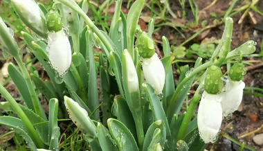 Schneeglöckchen blühen schon, obschon es noch früh ist