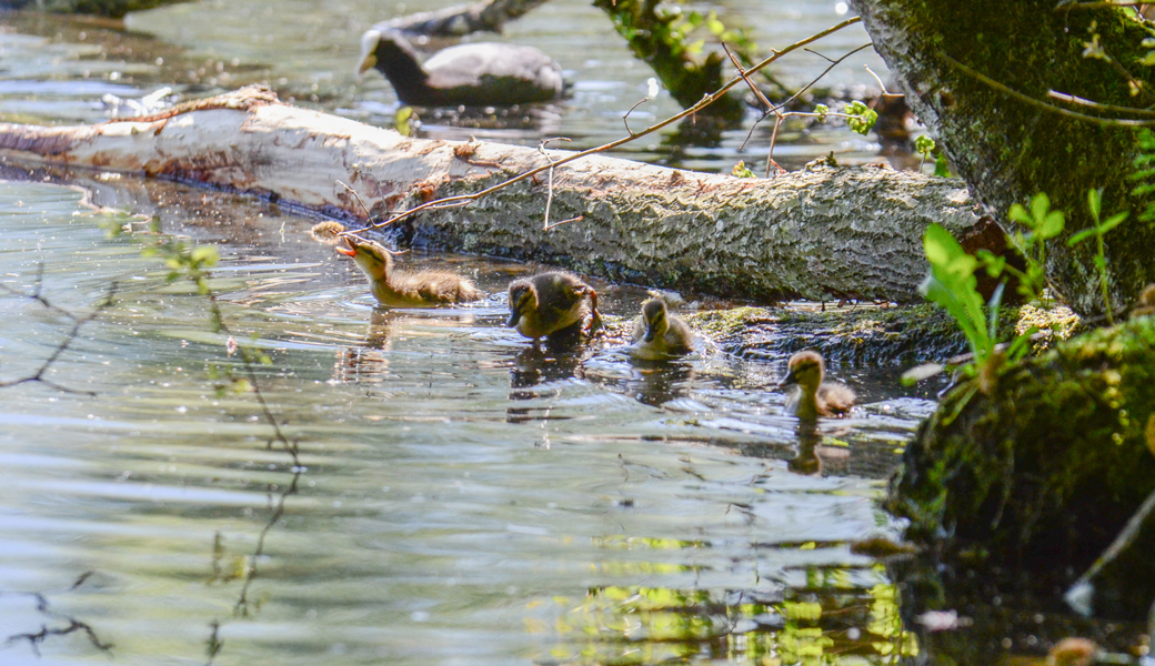 Alle Jahre wieder: Die «Herzschmelzer» sind wieder auf dem Werdenbergersee unterwegs