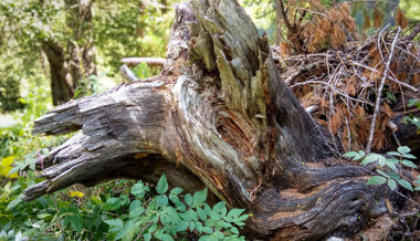 Ab in den Wald: Baumstrünke erzählen Geschichten