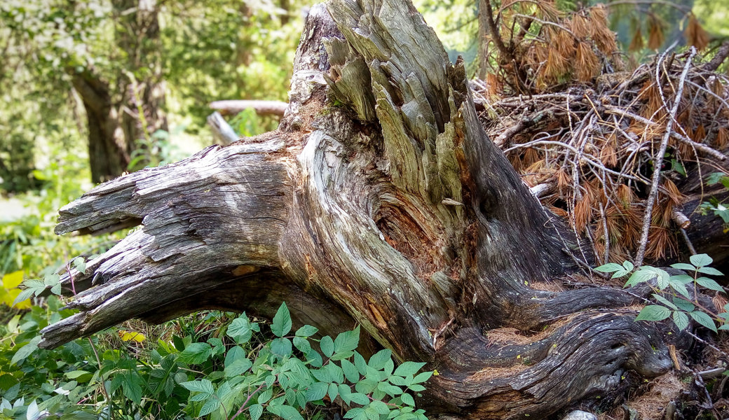 Ab in den Wald: Baumstrünke erzählen Geschichten