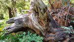 Ab in den Wald: Baumstrünke erzählen Geschichten