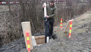 Doppelspur zwingt Biber zum Umzug