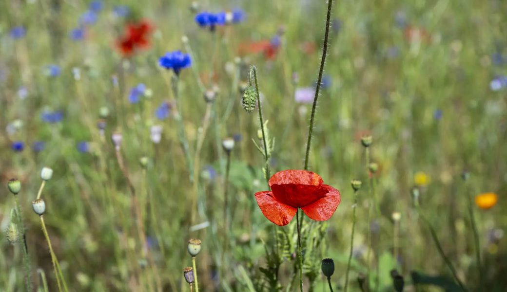 Wiesen mit Artenvielfalt erfüllen viele Funktionen, sind besser auf den Klimawandel vorbereitet und lassen in den Alpen die Steine weniger Rollen. 