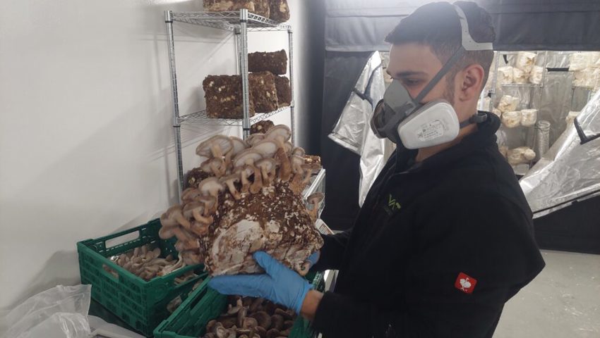  Mitgründer, Jamal Achor bei der Ernte von Shiitake-Pilzen. 