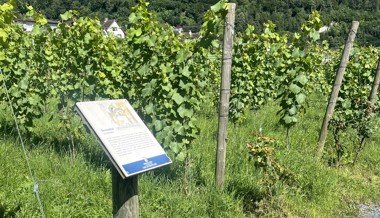 Weinlehrpfad Herawingert: Eine Reise durch die Welt des Weins