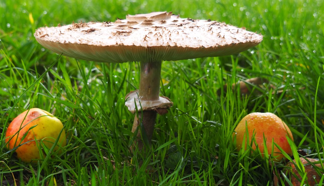 Ein grosser Pilz, der diese Woche auf einer Wiese in der Region gefunden wurde