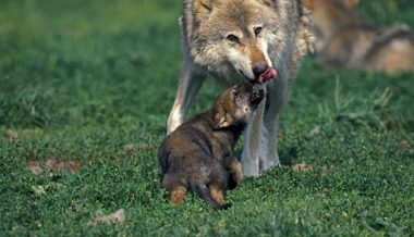 Welpen am Gamserrugg: Erstes Wolfsrudel im Werdenberg