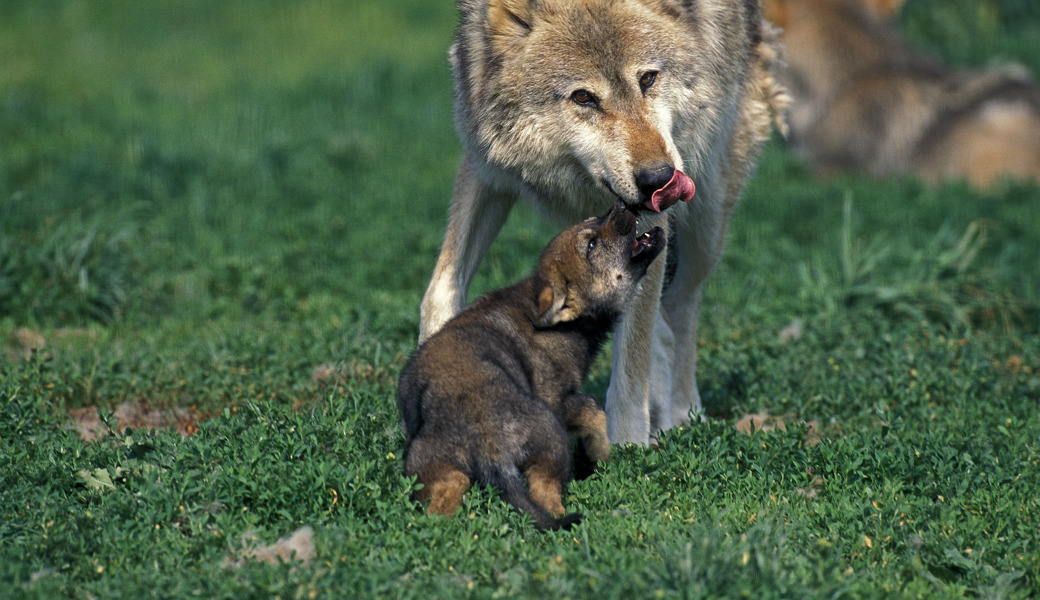 Es gibt zwar noch keine Bilder, aber das Wolfspaar am Gamserrugg hat Nachwuchs. 