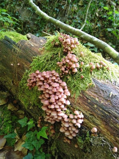  Das Leben im Walde, fotografiert von Kornelia Schneider, Gewinnerin der Kategorie Biodiversität. 