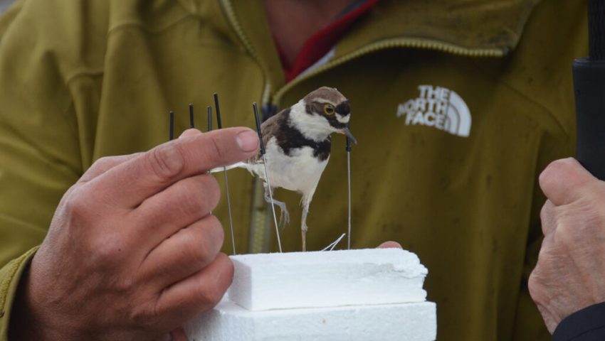  Eine bedrohte Vogelart: Der Flussregenpfeifer brütet auf den Kiesbänken des Rheins.