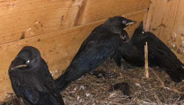 In Nisthilfen, die eigentlich für andere Vögel installiert wurden, sind Dohlen entdeckt worden