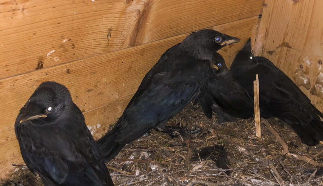 In Nisthilfen, die eigentlich für andere Vögel installiert wurden, sind Dohlen entdeckt worden