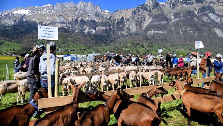  18. April: Die Ziegenzucht-Genossenschaft Gams feiert mit einem Jahr Verspätung ihr 125-Jahr-Jubiläum. 280 Tiere werden an der Jubiläumsschau aufgeführt. 