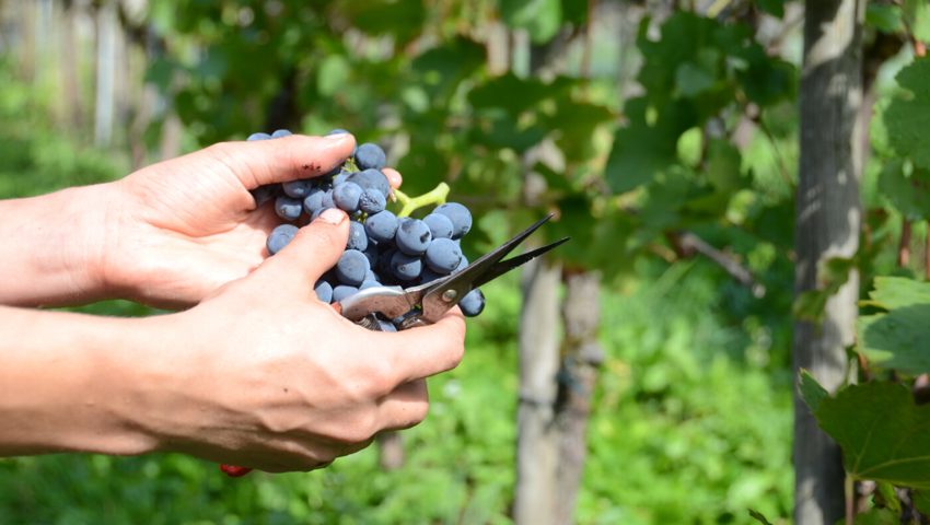  Die Weinlese bedeutet viel Handarbeit. 