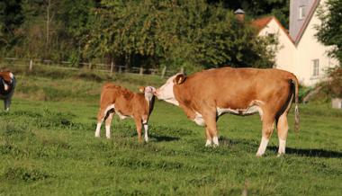 Schlachtbetrieb in Planung: Gibt es bald wieder Fleisch aus der Region?