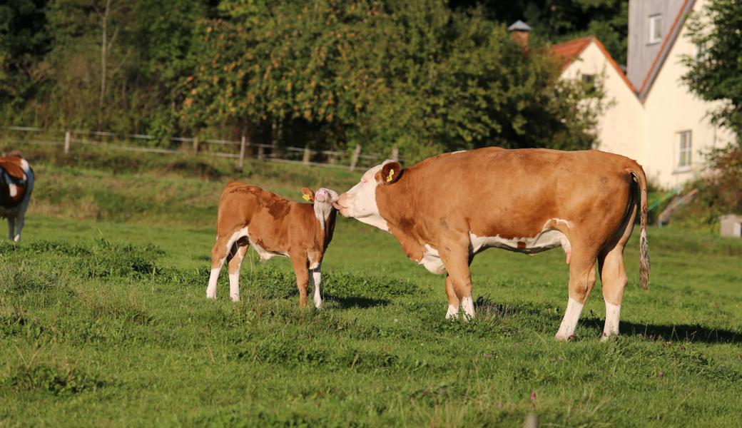 Wenn Landwirte aus der Region ihre Tiere schlachten lassen, müssen sie derzeit weite Transportwege in Kauf nehmen. 