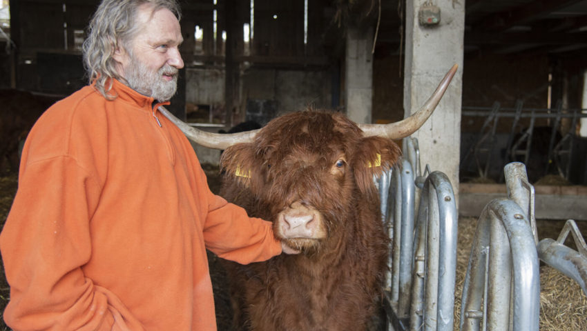  Landwirt Heiner Göldi hält rund 70 Schottische Hochlandrinder. Bilder: Corinne Hanselmann