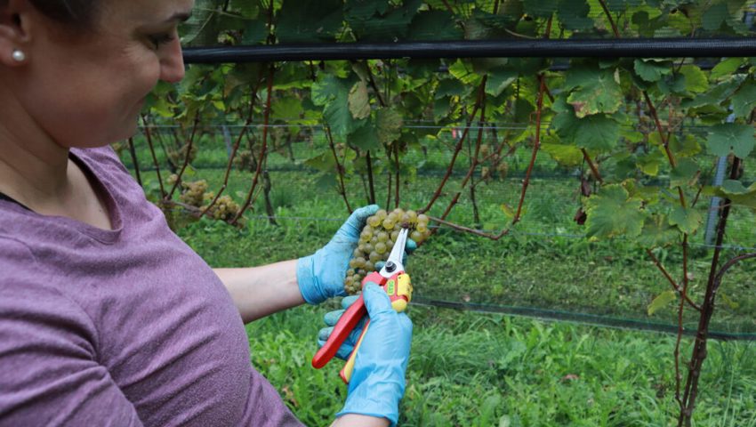  Bevor die Trauben in den Sammeltrog kommen, müssen möglichst alle faulen Beeren entfernt werden.