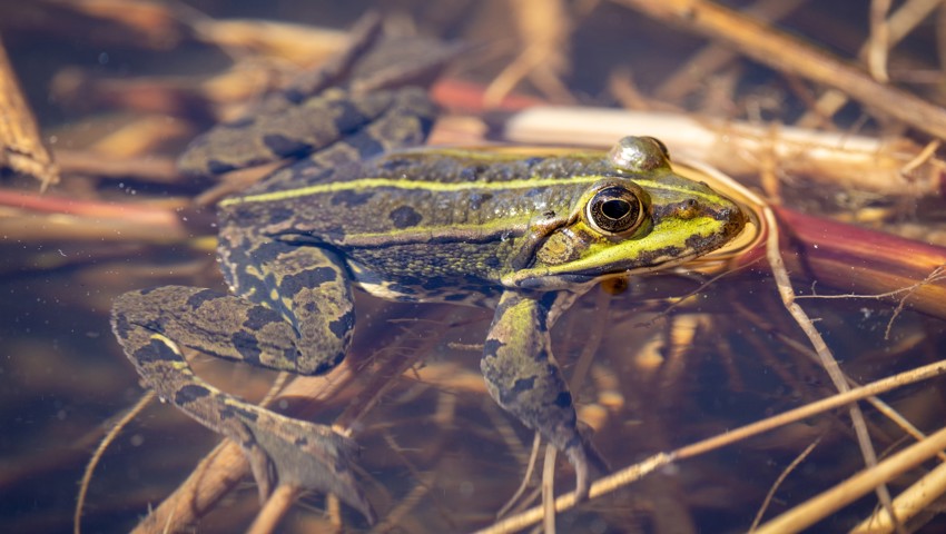 Auf der Amphibienexkursion können Wasserfrösche hautnah beobachtet werden.