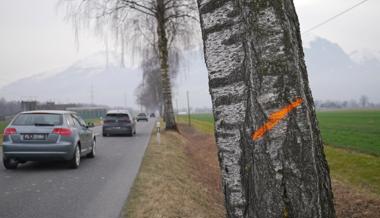 Zu gefährlich für den Verkehr: Jahrzehntealte Alleebäume werden gefällt